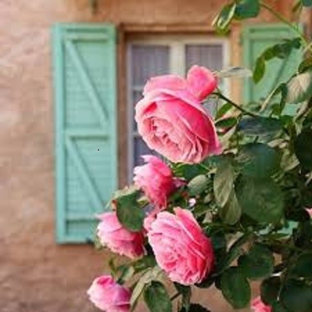 ایمان توحیدی گل بختیاری